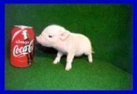 Ich hätte so gerne ein Minischwein!!!