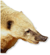 Gruppenavatar von nasenbär macht blubb blubb blubb