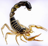 Gruppenavatar von >>>skorpion_das geilste sternzeichen<<<