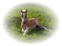 Haflinger sind die besseren Blondinen...