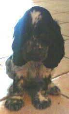 Gruppenavatar von Stolzer Englisch-Cocker-Spaniel Besitzer