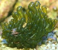 Gruppenavatar von algi