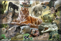 Gruppenavatar von ..>TiErE for EvEr<..I LoVe AnImAlS..!!!