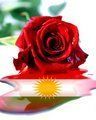 Gruppenavatar von -------------------GULA_______KURDISTANE----------------------------