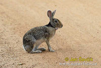 ich bin kein hase...ICH HAB DOCH KEIN STUMMELSCHWÄNZCHEN!!!