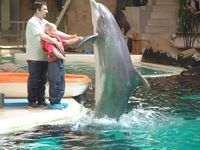 Einmal im Leben möchte ich einen Delphin streicheln!!!!
