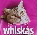 Gruppenavatar von statt "Katzen würden Whiskas kaufeen"....."Katzen würden Whiskey saufeen.."..lool.