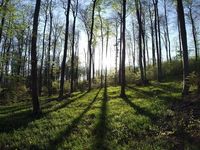 Gruppenavatar von scheisst der papst in den wald??