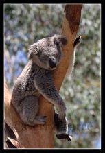 Gruppenavatar von 20 Stunden schlafen, 4 Stunden essen - Ich bin ein Koala!!!