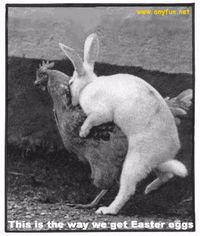 Gruppenavatar von Ich mag Kaninchen........... die schmecken wie Hühnchen!!!!!!