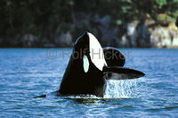 "Killerwale sind garnicht böse,denn sie können ja überhaupt nicht killen."