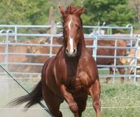 American Quarter Horse THE ONE AND ONLY!!!!!