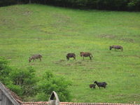 Gruppenavatar von Willkommen im Tal der Esel