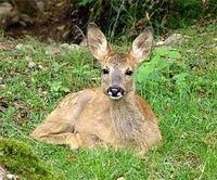 Gruppenavatar von Rehe, Schnecken, Schweindaln... was auch imma wir sind!