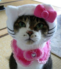 Gruppenavatar von Meine Katze verkleidet sich gern als Hello Kitty Katze