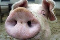 Gruppenavatar von Isst du Schwein, darfst du rein ..