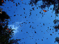 Gruppenavatar von Schmetterlinge machens im fliegen 