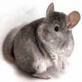 Chinchilla Liebhaber