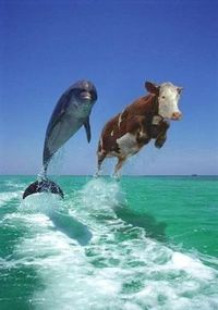 ═★═ ═★═ Delphine sind schwule Haie ═★═ ═★═