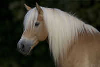 Gruppenavatar von haflinger