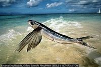 Gruppenavatar von Der Garderobenständer - Die Fische fliegen bei Nacht