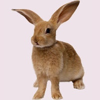 Gruppenavatar von ......................HASE!!!!!!!!........................