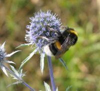 Gruppenavatar von Werden Hummeln von anderen Insekten gemobbt weil sie fett sind? 