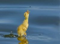 >>Ich füttere Enten mit Brot und einer Flasche Vodka!