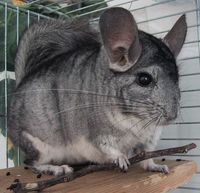 In meinem nächsten Leben werde ich ein chinCHILLA!