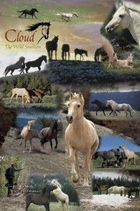 Cloud Wild Stallion of the Rockies