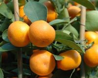 Mandarinen sind eig. nur schwule Orangen-->Mandarinensaft