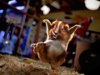 Gruppenavatar von Kung-Fu-Hamster - SIE SIND UNTER UNS