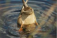 Alle meine Entchen schwimmen im Spinat, schwimmen im Spinat, rutschen übers Spiegelei und dann in den Salat......*sing*