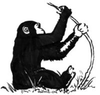 Kluge Affen benutzen ein Stöckchen!