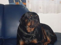 rottweiler  liebhaber!!