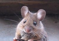 Ich wär mal gerne eine kleine Maus auf einer Dessousparty.