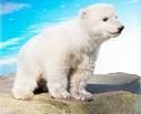 Gruppenavatar von Warum sind Eisbären nicht klein und rot??? Weil es sonst Erdberen Wären!!!!