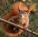 "Hihi", eichte das Lachkätzchen und ästelte von Hüpf zu Hüpf