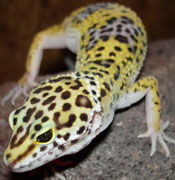 Gruppenavatar von Reptilien sind geil - Leopargeckos am geilsten