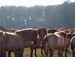 Gruppenavatar von Pferde leben immer in einer Herde Genauso wie ich