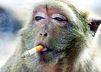 Gruppenavatar von Rauchen aufhören muss besonders witzig sein. Ich kenne viele, die das schon öfters gemacht haben!