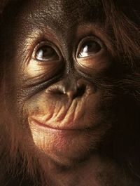 Gruppenavatar von You used to date the guy with the orangutan?