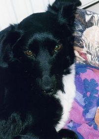 Gruppenavatar von Ich habe meinen besten und treuesten Freund verloren, meinen Hund