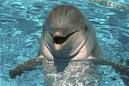 Gruppenavatar von Delphine sind schwule Haie