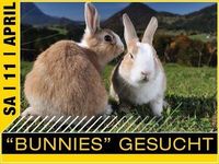 Bunnies Gesucht@Almkönig