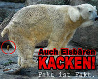 Gruppenavatar von Auch Eisbären kacken =)