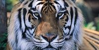 Gruppenavatar von Lieblingstier Tiger 