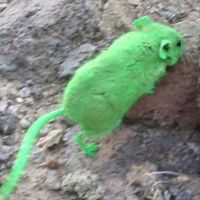 Die Grüne Maus
