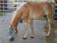 ******************Haflinger,was sonst*********************