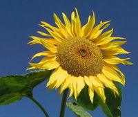 Gruppenavatar von Helianthus annuus